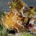 scorpionfish_leaf_rb_kad_h_0079_fij0630.jpg